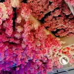 Frank Mccrea - @ohmensien - Instagram