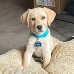 Frank Mcelroy - @forestfiresmokeybear - Instagram