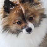 Frank McIntyre - @arakreeleona - Instagram