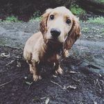Frank McIntyre - @franktheworkingcocker - Instagram