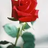 frankmenkentine - @frankmenkentine - TikTok
