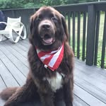 Frank Miceli - @conanwonderdog - Instagram