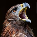 Frank Million - @frankmillion249 - Instagram