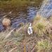 Campingvogna Frank Moen - Facebook