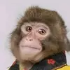 frank monk - @civilized_monkey - TikTok