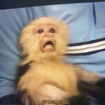 Frank the screaming monkee - @frank.monkee - Instagram
