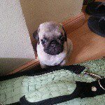 @frankmoran_thepug - Instagram