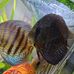 Frank Mummert - Facebook