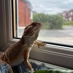 Franks the name basking is my game ☀️ - @beardeddragon_franknuttall - Instagram