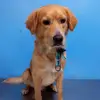 frank.oconner - @charlydog.21 - TikTok