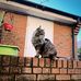 Frank the Olney Cat - Facebook