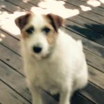 🐶 FRANK🐶 - @frankosborn - Instagram