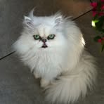 Frank Ostrowski - Facebook