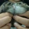Frank Pan - @30438403889 - TikTok