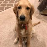 Frank Panetta - @panetta_frank - Instagram