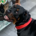 Frank Das Panzer - @frankdaspanzer - Instagram