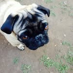 Frank Pate Moraga - @_frank_elpug_ - Instagram