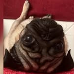 Frank Patrick Osvaldo - @frank_patrick_osvaldo - Instagram