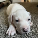 Frank Peake - @americanterrierpuppies - Instagram