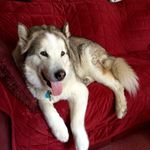 Frank Pedulla - @fraped53 - Instagram