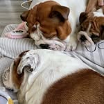 Beau, Frank & Penny - @frankandbeau1 - Instagram