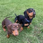 @frank.penny.molly_sausage_dog - Instagram