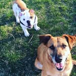 Frank & Penny - @thedogcouple_ - Instagram