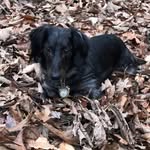 Frank & Penny - @frank_the_weenie0718 - Instagram