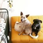 Frank & Penny - @frankfoundasister - Instagram