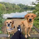 Frank & Penny 🐾🐾 - @_frank_and_penny_ - Instagram