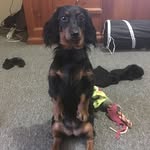 Frank & Penny Maylor - @frankandpennysausage - Instagram