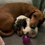 Frank and Penny - @8dachshundpaws - Instagram