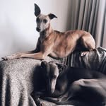 Frank and Penny - @frankthebluewhippet - Instagram