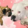 Frank_penny - @frank_penny2 - TikTok