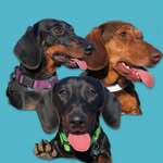 Frank Penny & Ted - @thethreelittlesausagess - Instagram