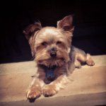 Frankie Perugini - @frankie_finklestein - Instagram