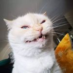 Frank Petersen - @frankenkitty_yyj - Instagram