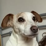 @frankpetriestanaccount - Instagram