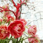 Phoenix Flowers | Frankfurt - @phoenixflowersfrankfurt - Instagram