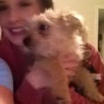 Franklin Pickens - @frank_the_shorkie - Instagram