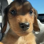 @franklin_pickens - Instagram