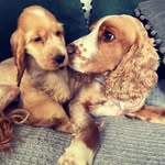 Frankie and Fifi Pickering - @adventuresof_frankieandfifi_ - Instagram
