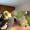 Bri - @frankandpickle - TikTok