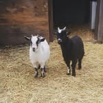 Frank and Pickles - @frank_pickles2 - Instagram