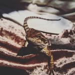 frank pickle - @frank_pickle772277 - Instagram