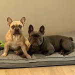 Frankie Pickles + Lola Bear - @frankiepickles.lolabear - Instagram