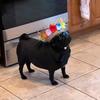 Frank&pickles - @frankandpickles - TikTok