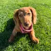 FranklyItsPiper - @pipertheweenie0 - TikTok