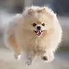 Frank_Pompom - @frank_pompom - TikTok