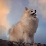 I’m Frank - @frank_pompom - Instagram